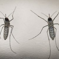 Watchdog confirms third Zika case in Russia