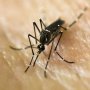 Zika Cases in U.S. pregnant women nears 300